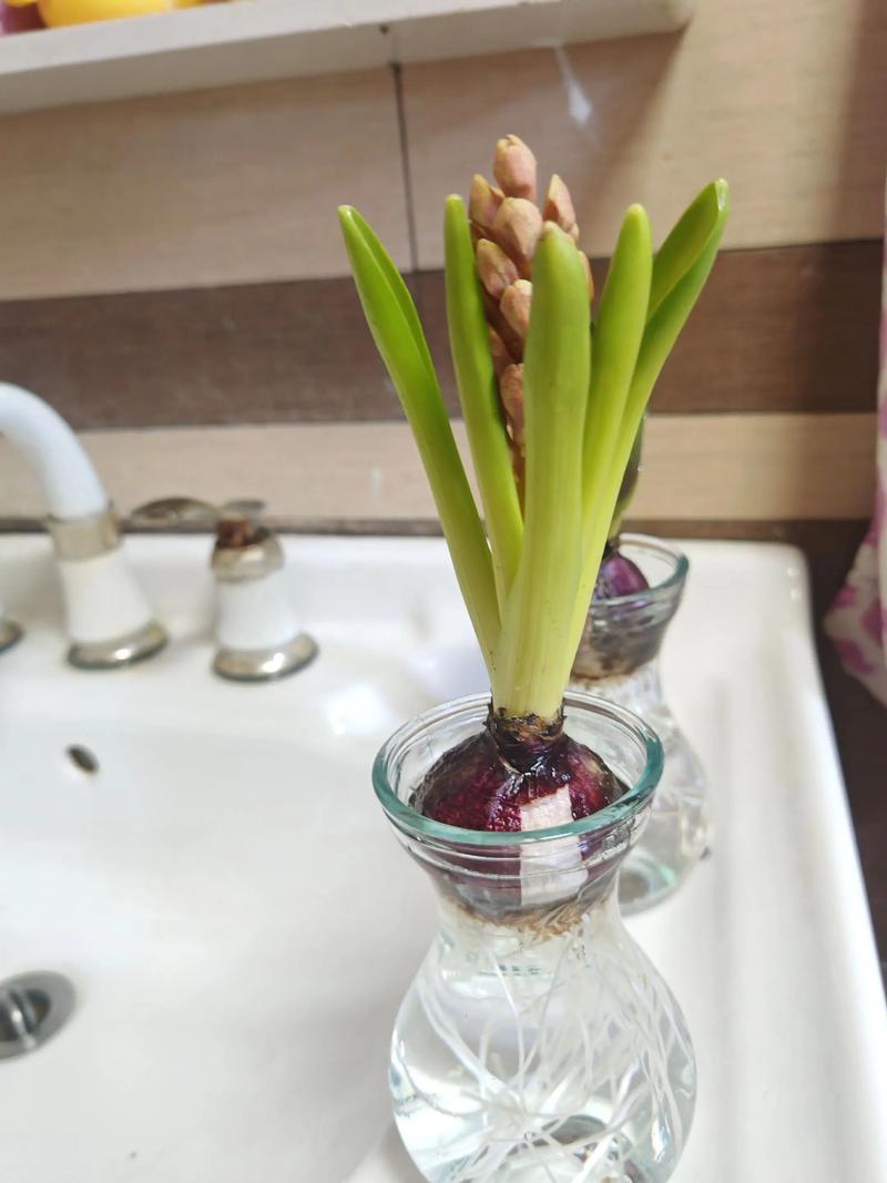 水培风信子价格多少钱？-第1张图片-吾爱花网