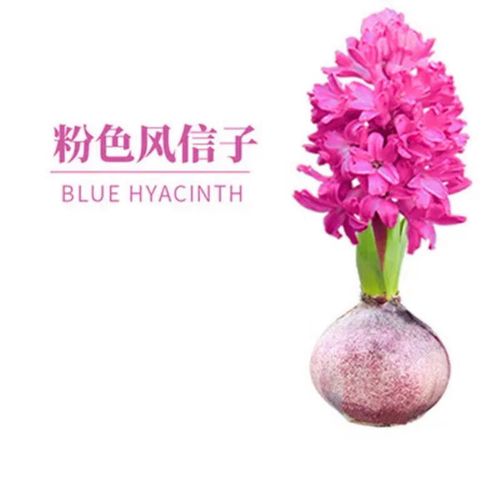 水培风信子价格多少钱？-第2张图片-吾爱花网