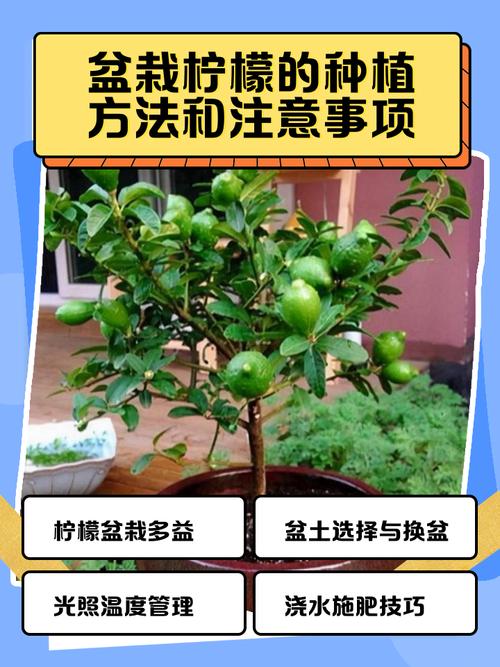 盆栽柠檬该用怎样的盆-第1张图片-吾爱花网