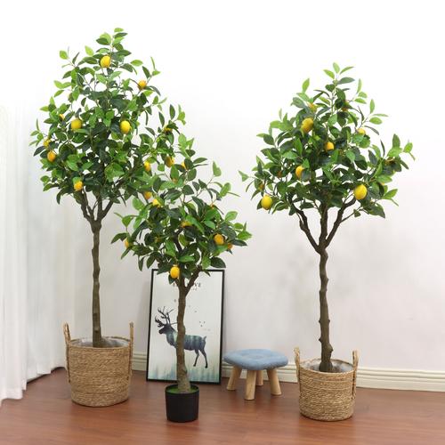 盆栽柠檬该用怎样的盆-第2张图片-吾爱花网