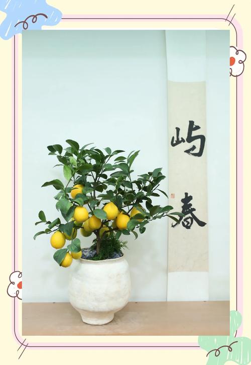 盆栽柠檬该用怎样的盆-第3张图片-吾爱花网