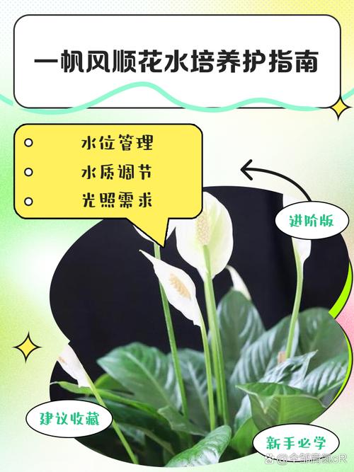 冬天水培一帆风顺，如何养护？-第1张图片-吾爱花网