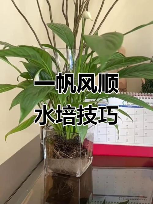 冬天水培一帆风顺，如何养护？-第2张图片-吾爱花网