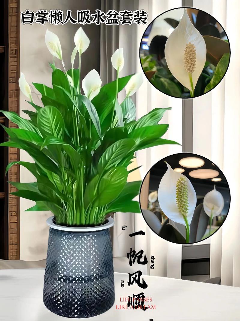 冬天水培一帆风顺，如何养护？-第3张图片-吾爱花网