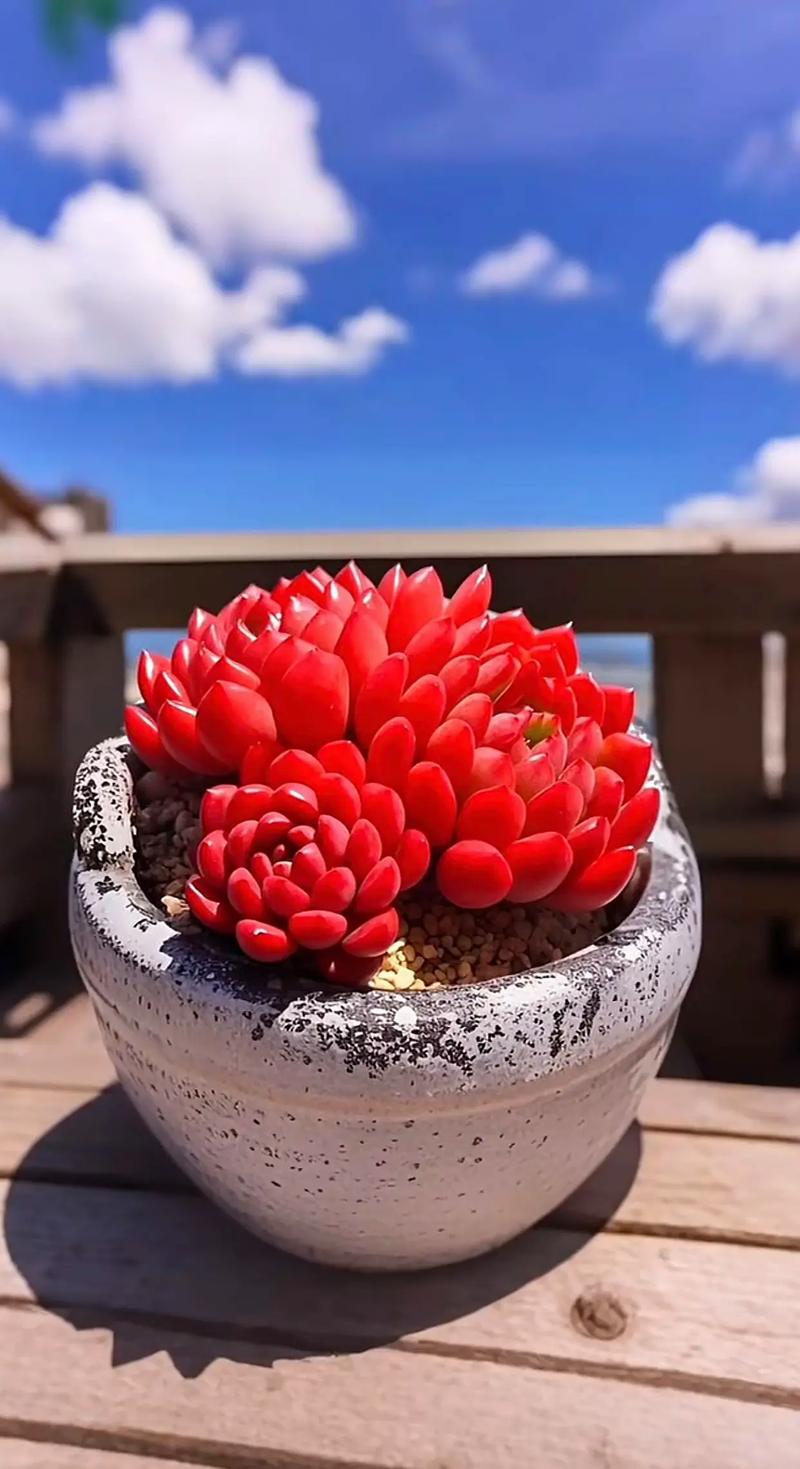 高档红宝石多肉植物长啥样？-第1张图片-吾爱花网