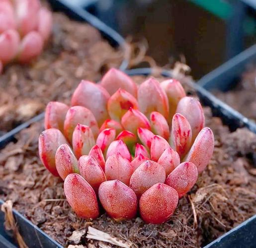 高档红宝石多肉植物长啥样？-第2张图片-吾爱花网