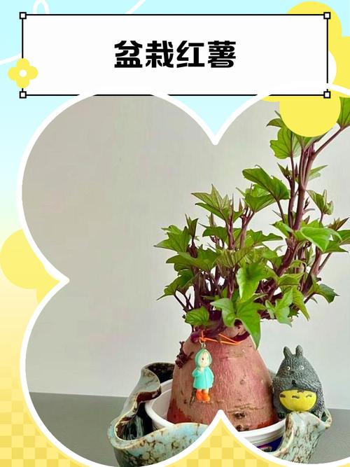 盆栽的红薯需要剪枝吗-第1张图片-吾爱花网