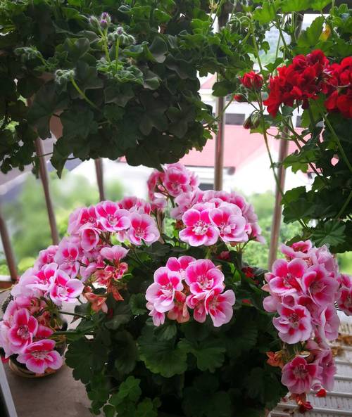 秋季开花盆栽有哪些品种？-第1张图片-吾爱花网