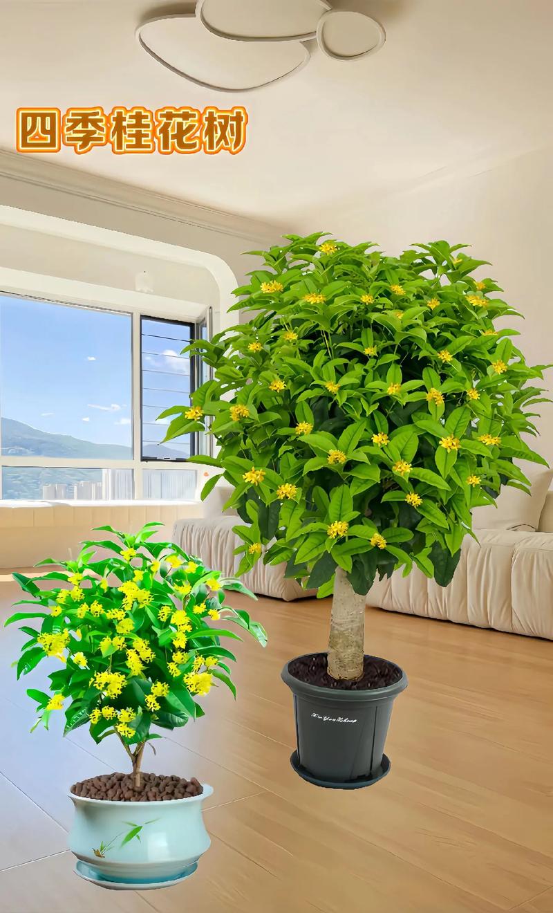 秋季开花盆栽有哪些品种？-第2张图片-吾爱花网