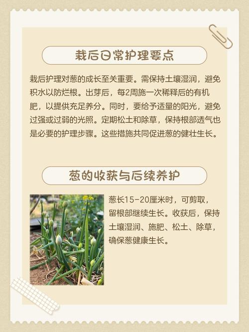 盆栽小葱施肥用啥肥料好？-第3张图片-吾爱花网