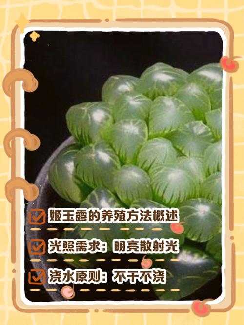 姬玉露多肉怎么养才爆盆？-第1张图片-吾爱花网