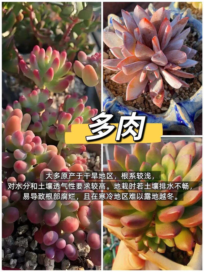 多肉植物在哪些环境下容易养活？-第1张图片-吾爱花网