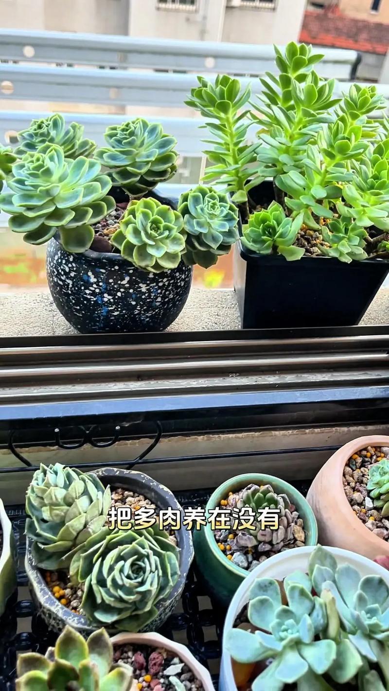 多肉植物在哪些环境下容易养活？-第2张图片-吾爱花网