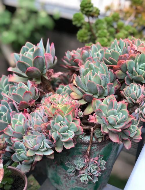 多肉植物在哪些环境下容易养活？-第3张图片-吾爱花网