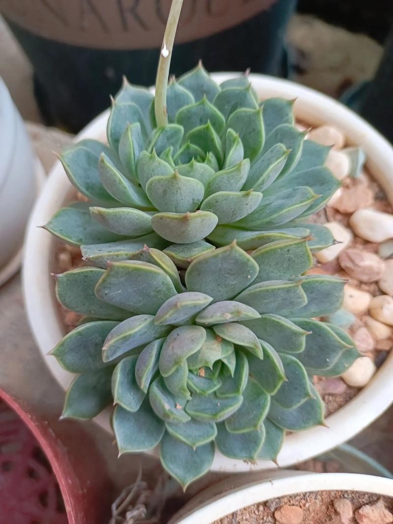 多肉橙梦露怎么繁殖?-第1张图片-吾爱花网 多肉橙梦露怎么繁殖?-第1张图片-吾爱花网