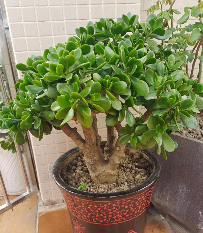 多肉种下浇水会死吗?-第1张图片-吾爱花网 多肉种下浇水会死吗?-第1张图片-吾爱花网