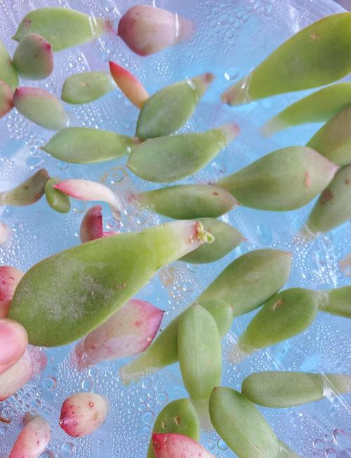 多肉刚种下能喷水吗?-第1张图片-吾爱花网 多肉刚种下能喷水吗?-第1张图片-吾爱花网