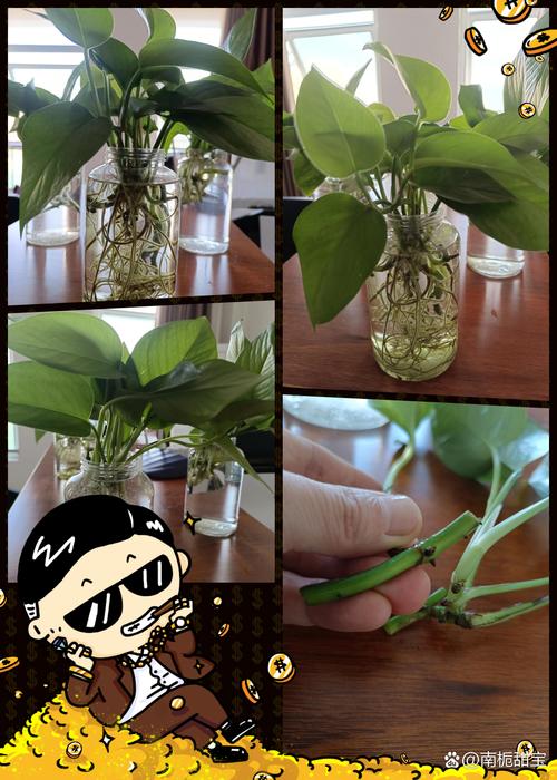 剪根后的水培绿萝还能活吗?-第2张图片-吾爱花网 剪根后的水培绿萝还能活吗?-第2张图片-吾爱花网