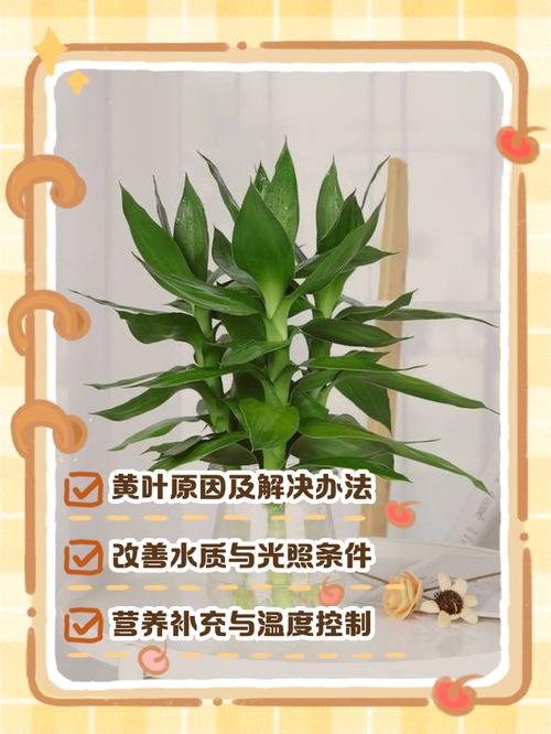 水培富贵竹黄掉怎么办-第1张图片-吾爱花网