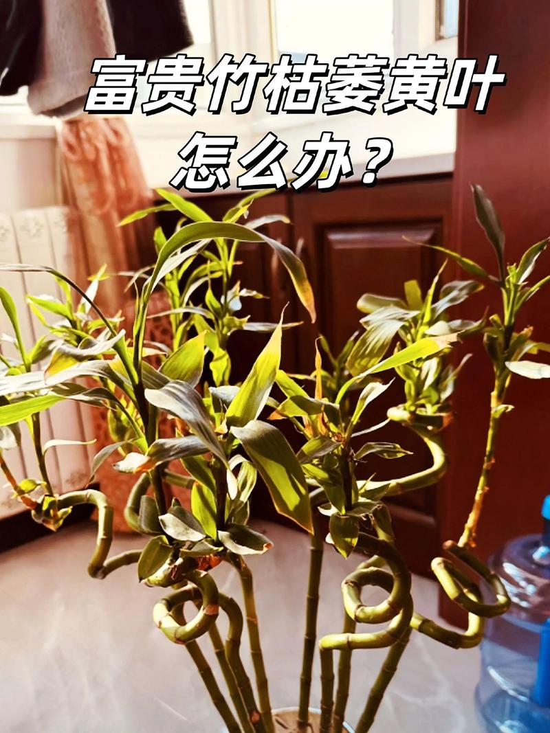 水培富贵竹黄掉怎么办-第2张图片-吾爱花网