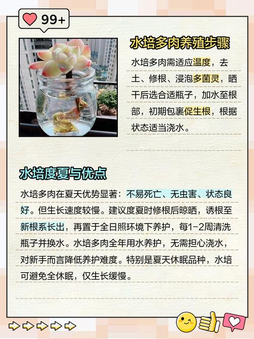 多肉水培能全泡水里吗？-第2张图片-吾爱花网