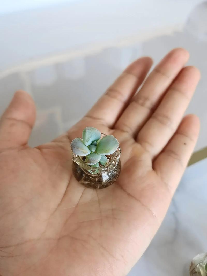 多肉水培能全泡水里吗?-第1张图片-吾爱花网 多肉水培能全泡水里吗?-第1张图片-吾爱花网