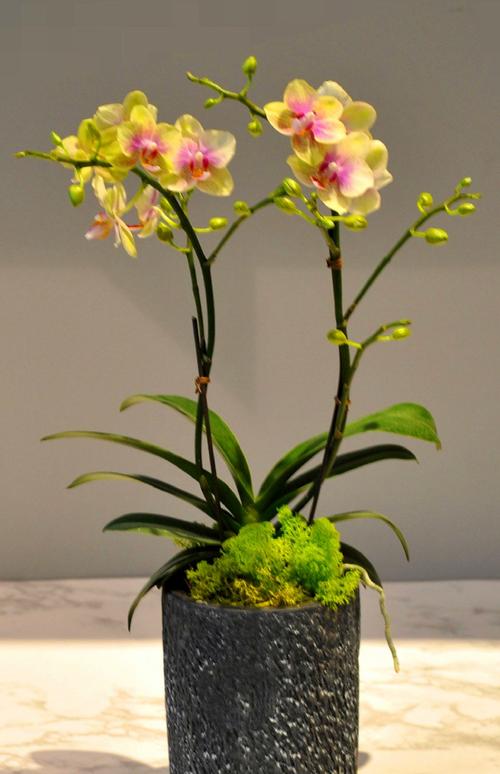 盆栽花卉图片有哪些种类？-第2张图片-吾爱花网