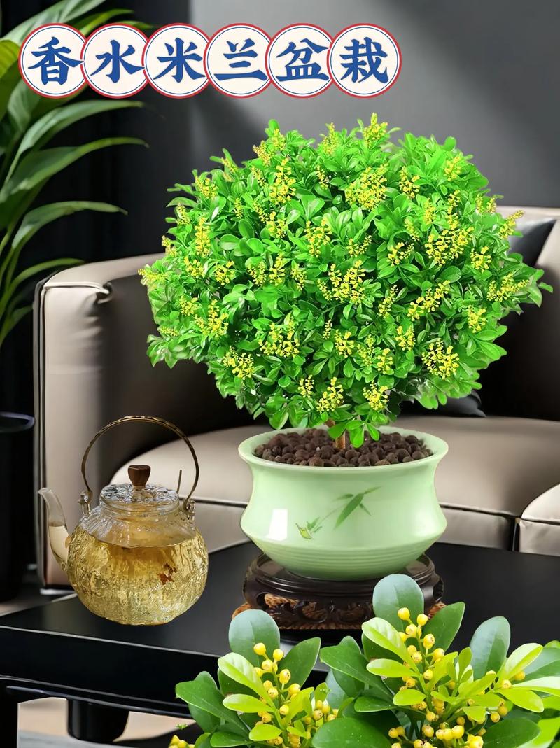 盆栽花卉图片有哪些种类？-第1张图片-吾爱花网