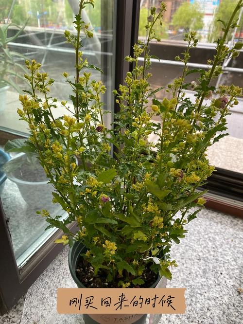 盆栽木槿叶子为何干黄-第1张图片-吾爱花网