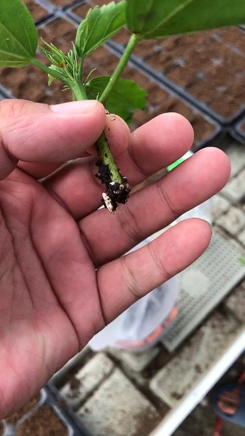 盆栽木槿叶子为何干黄-第3张图片-吾爱花网