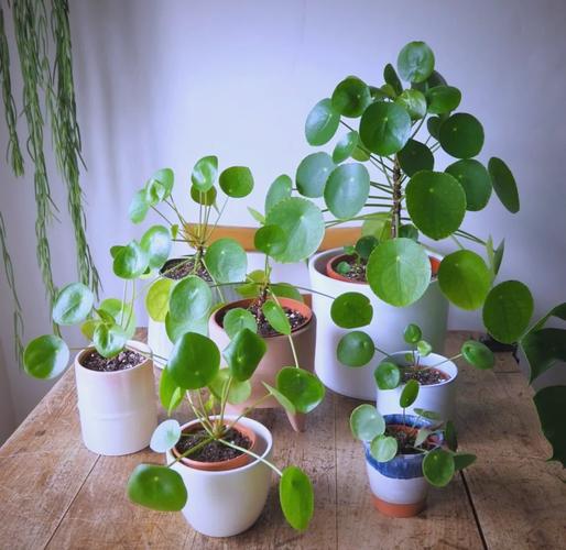 矮花盆适合种哪些小型盆栽？-第2张图片-吾爱花网