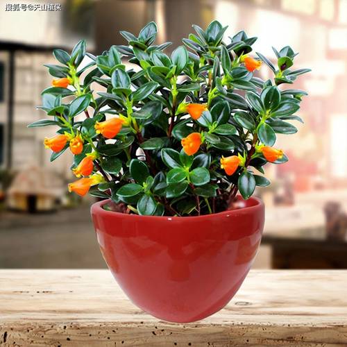 矮花盆适合种哪些小型盆栽？-第3张图片-吾爱花网