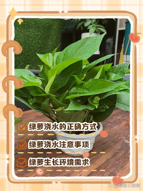 绿萝土培转水培怎么操作？-第2张图片-吾爱花网