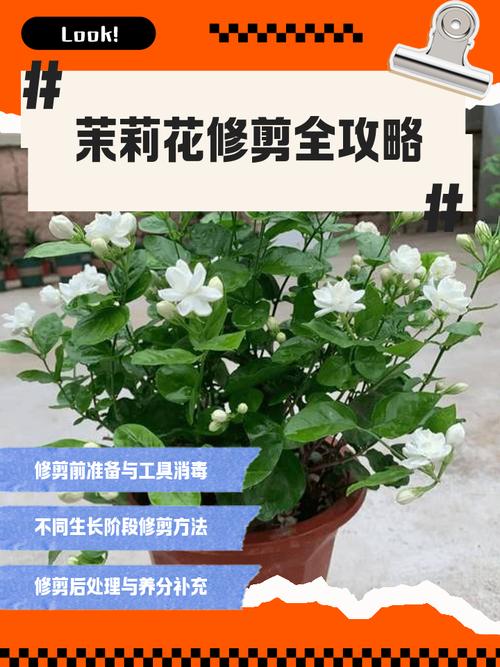 5月盆栽茉莉修剪要注意什么？-第2张图片-吾爱花网