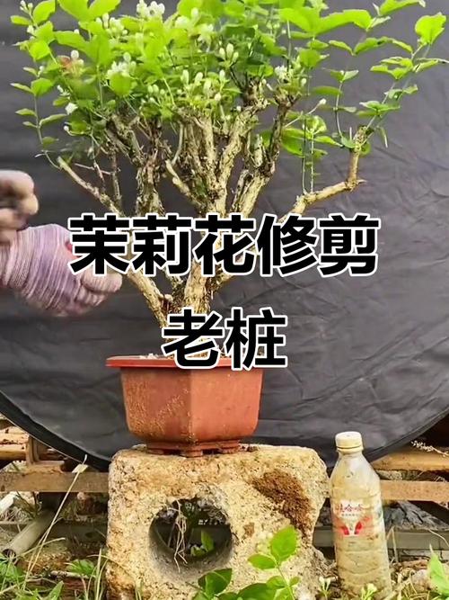 5月盆栽茉莉修剪要注意什么？-第3张图片-吾爱花网