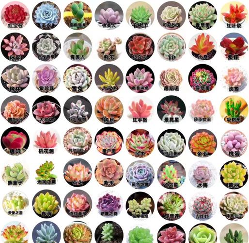 多肉植物有哪些常见类型和名称？-第1张图片-吾爱花网