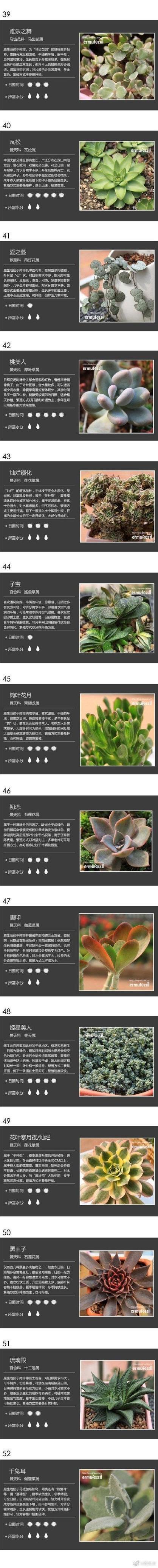 多肉的品种分类及名称-第3张图片-吾爱花网