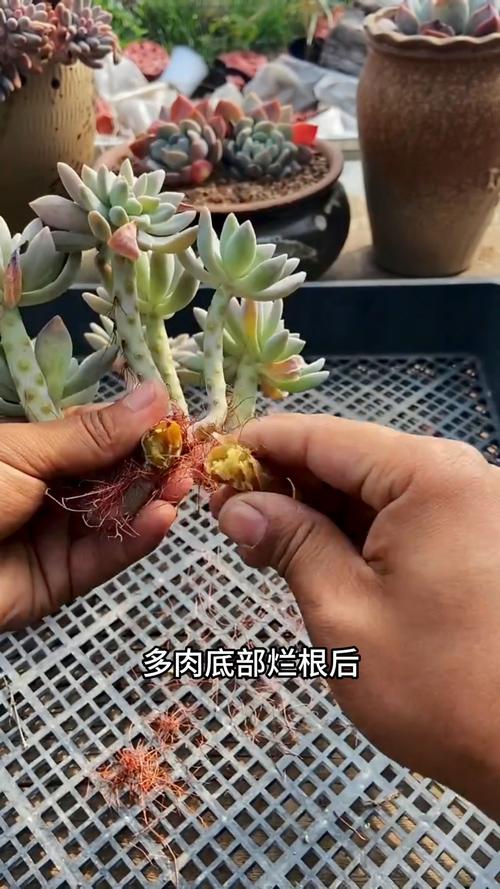 多肉烂根腐烂了怎么办？-第2张图片-吾爱花网