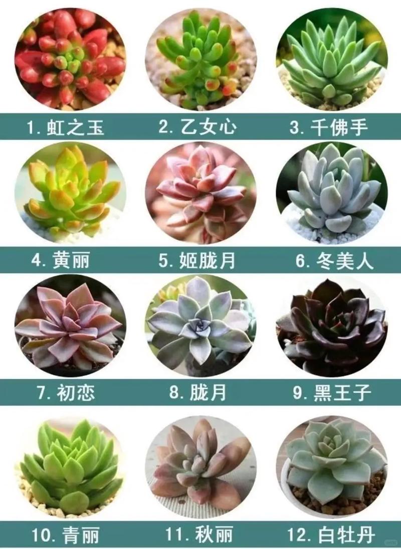 多肉植物种类名称繁多如何区分？-第1张图片-吾爱花网