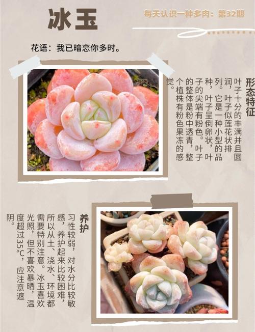 多肉植物种类名称繁多如何区分？-第2张图片-吾爱花网