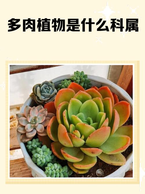 多肉植物种类名称繁多如何区分？-第3张图片-吾爱花网