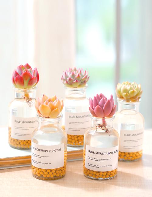 多肉植物能水养吗？哪些品种适合？-第2张图片-吾爱花网