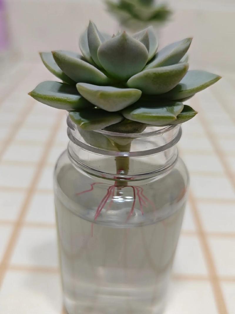 多肉植物能水养吗？哪些品种适合？-第3张图片-吾爱花网