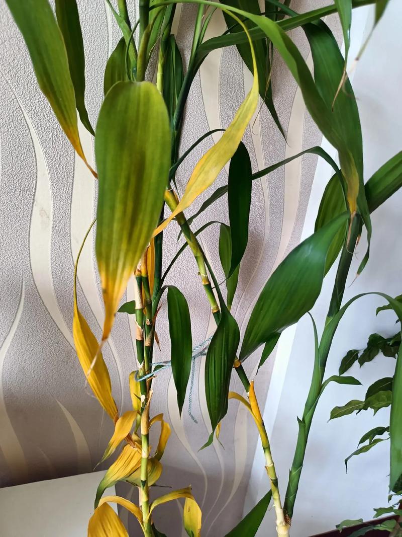 富贵竹长根后为何黄叶？-第2张图片-吾爱花网