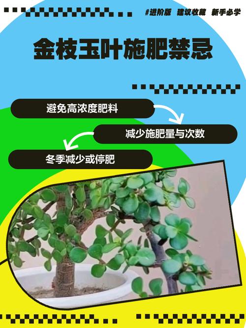 水培金枝玉叶需要施肥吗？-第1张图片-吾爱花网