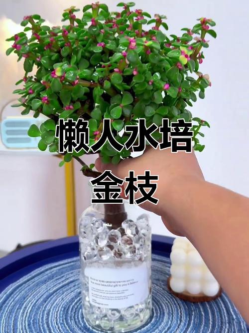 水培金枝玉叶需要施肥吗？-第2张图片-吾爱花网