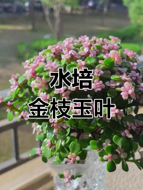 水培金枝玉叶需要施肥吗？-第3张图片-吾爱花网