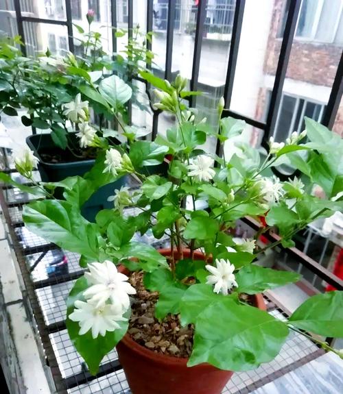 哪种木本盆栽能耐寒又耐热？-第1张图片-吾爱花网