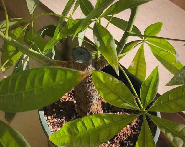 哪种木本盆栽能耐寒又耐热？-第2张图片-吾爱花网