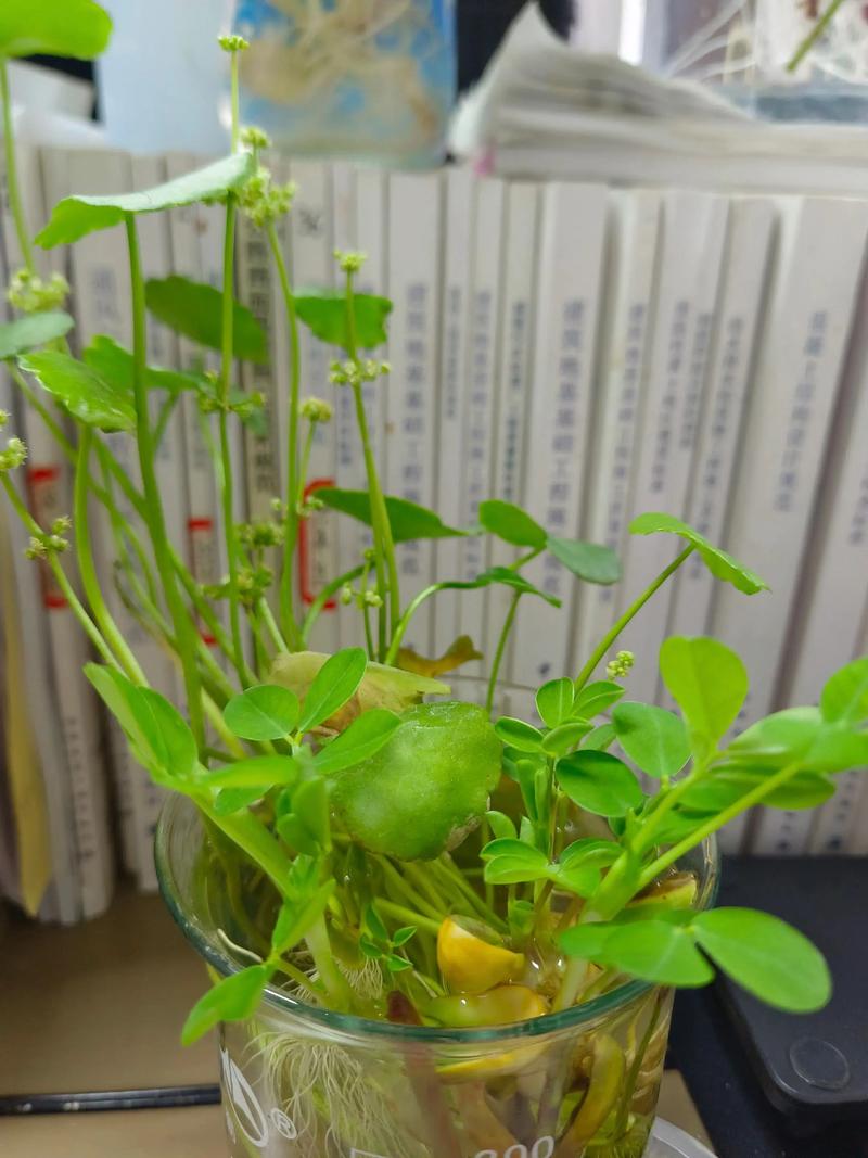水培常春藤怎么扦掐易成活？-第1张图片-吾爱花网